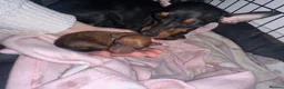 Miniature Pinscher dogs for sale: Miniature pinschers puppies  in Leeds - Advert 1