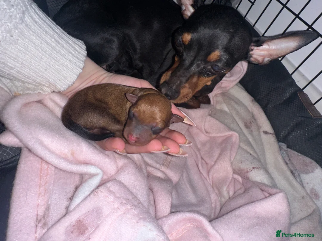 Miniature Pinscher dogs for sale: Miniature pinschers puppies  in Leeds - Advert 1