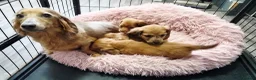 Miniature Dachshund dogs for sale: Longhair miniature dachshund puppys  - Advert 1