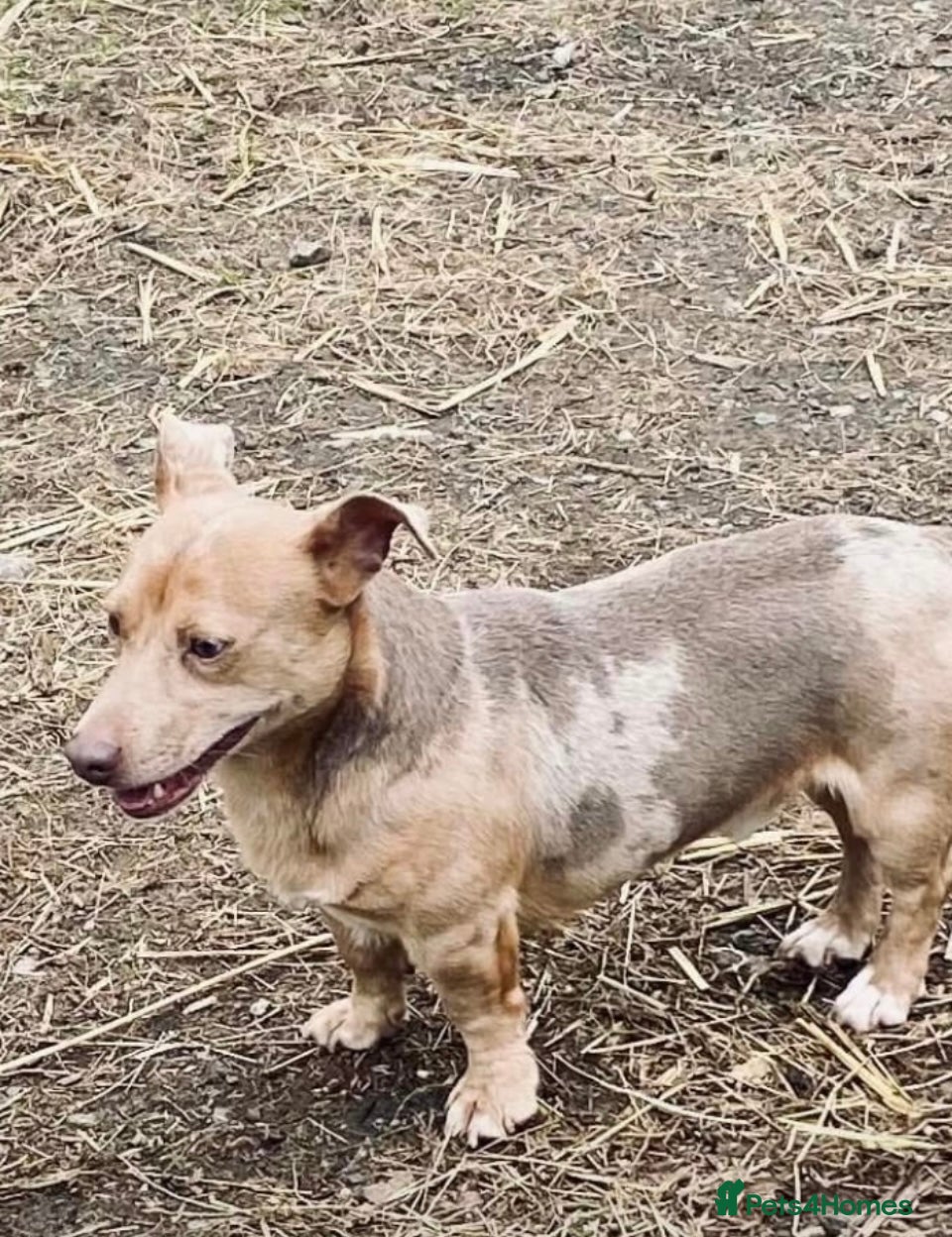 Jack Russell dogs Lilac Merle adult Jack Russell by  - Advert 1