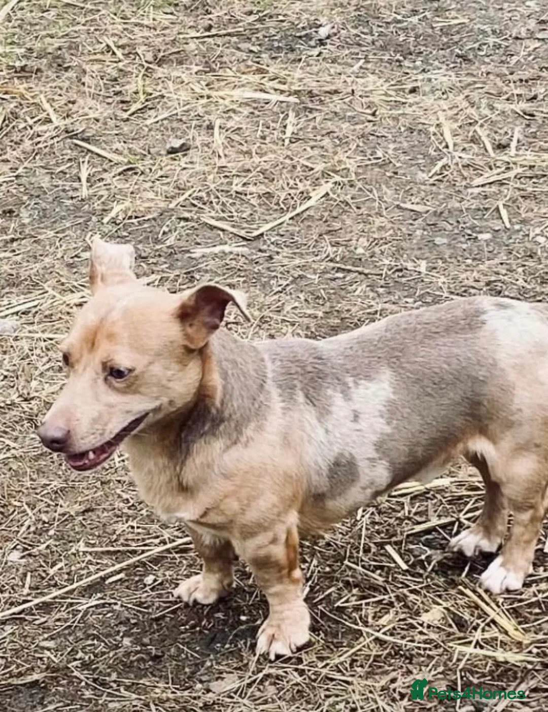 Jack Russell dogs for sale: Lilac Merle adult Jack Russell by  - Advert 1