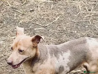 Jack Russell dogs Lilac Merle adult Jack Russell by - Advert 1