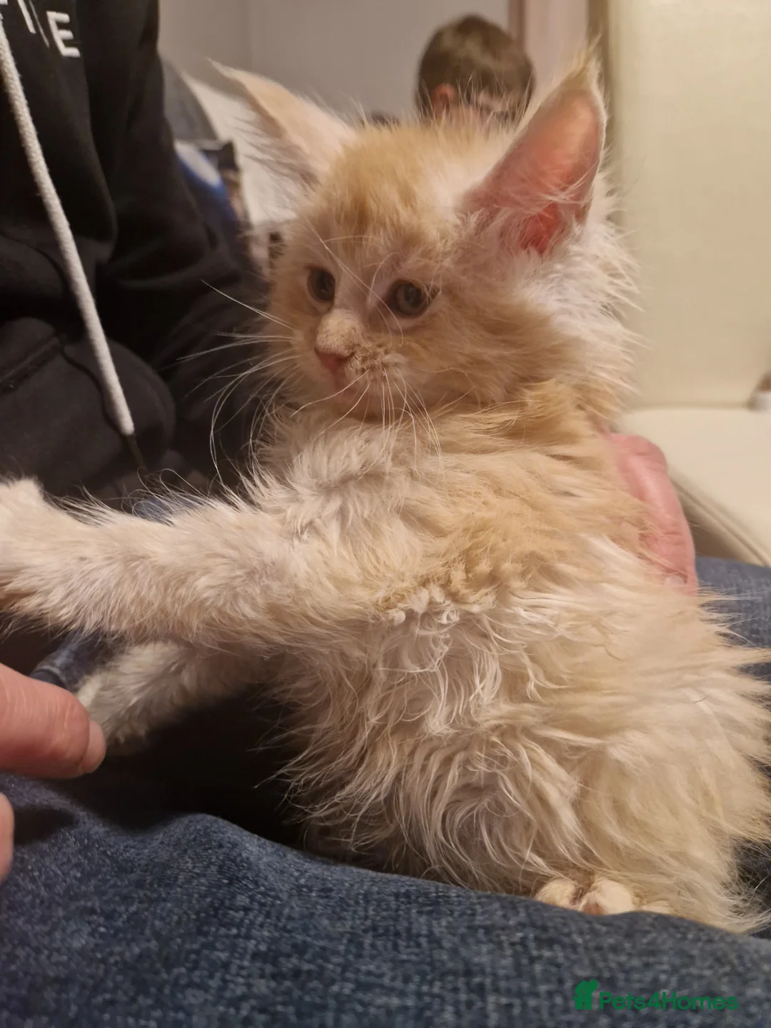 Maine Coon cats for sale: Maine Coon kittens - Advert 5