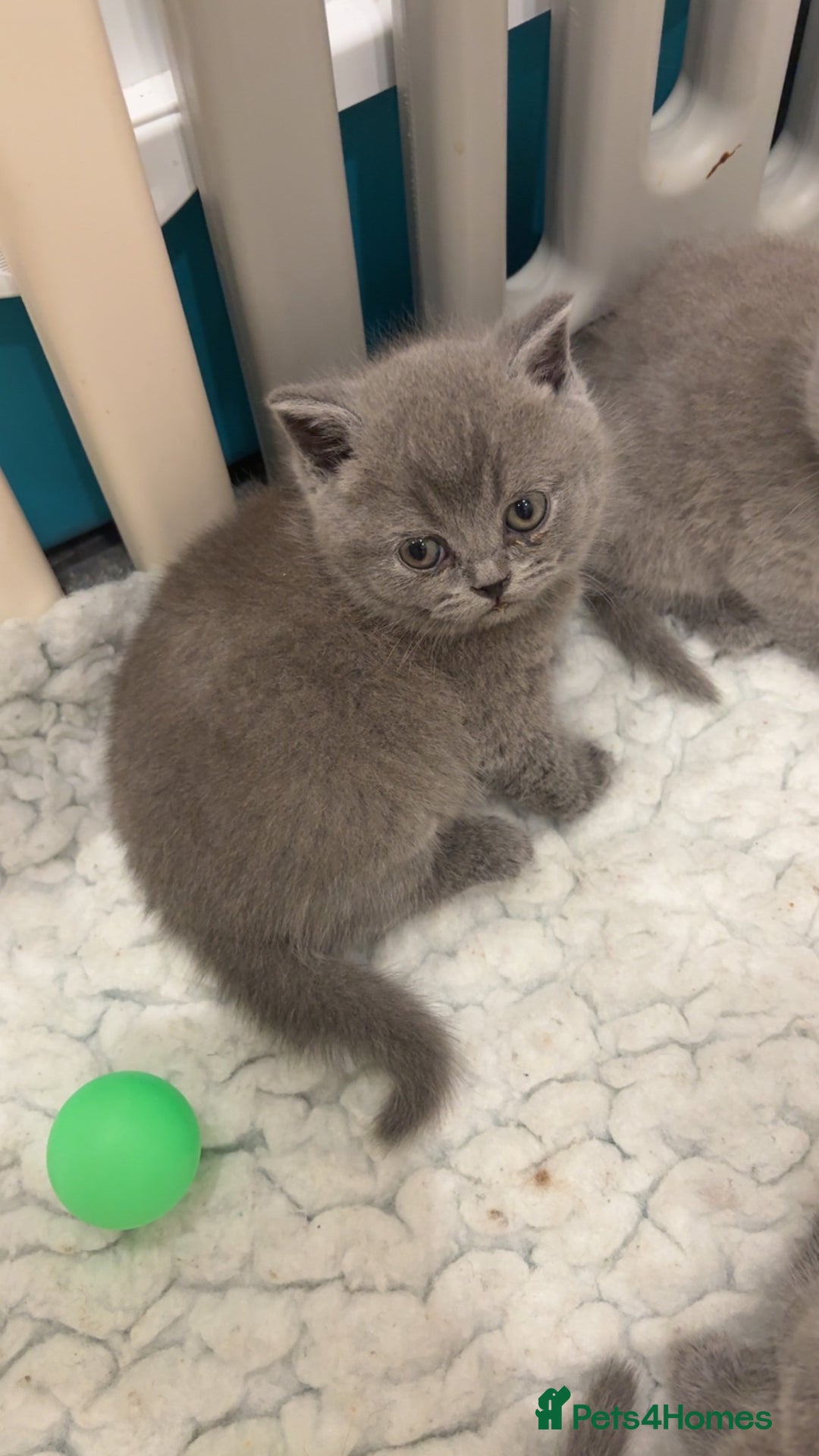 British Shorthair cats for sale: BSH kittens for sale from pedigree parents - Advert 27