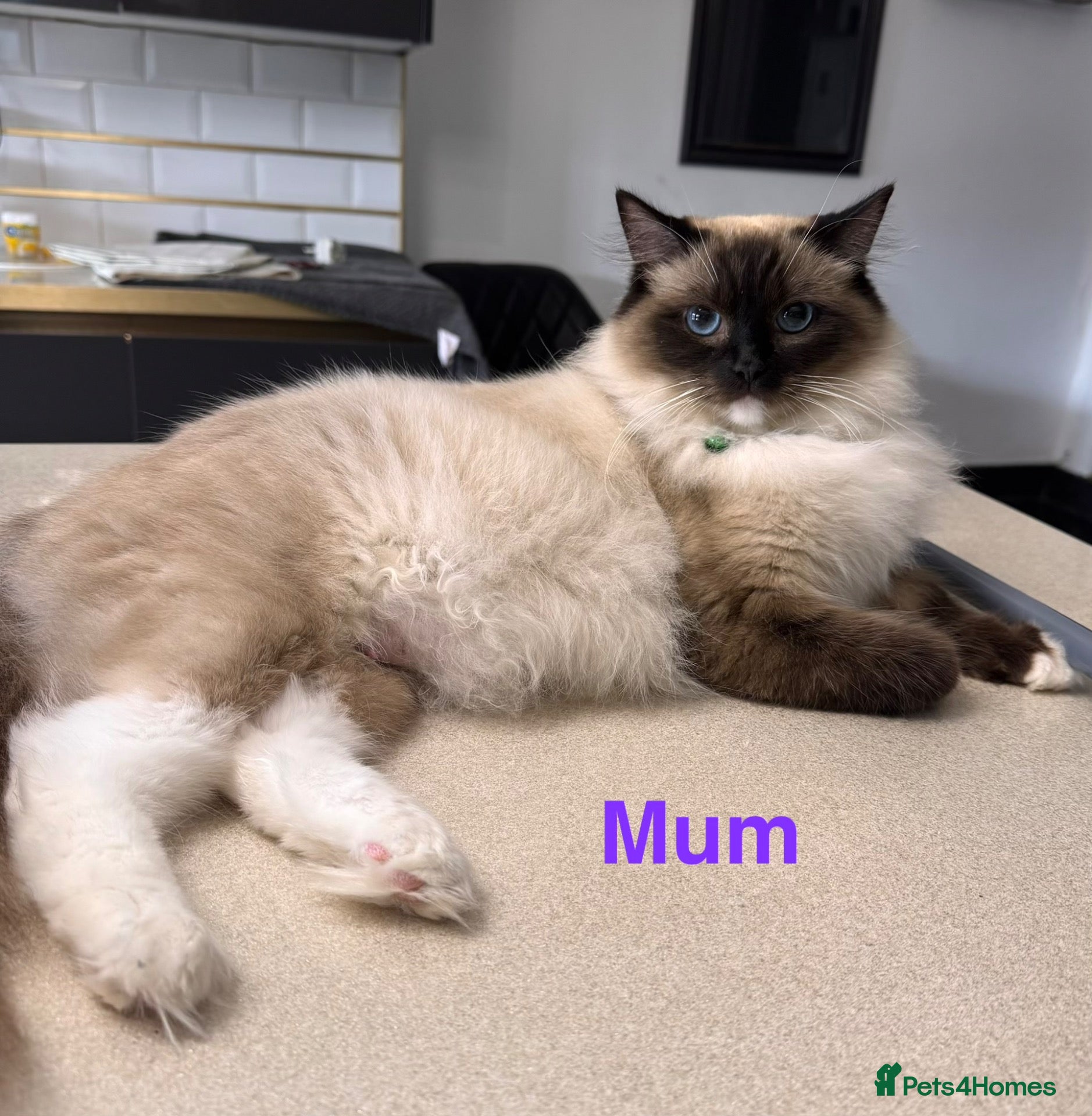 Ragdoll cats Purebred Ragdoll Kittens  - Advert 2