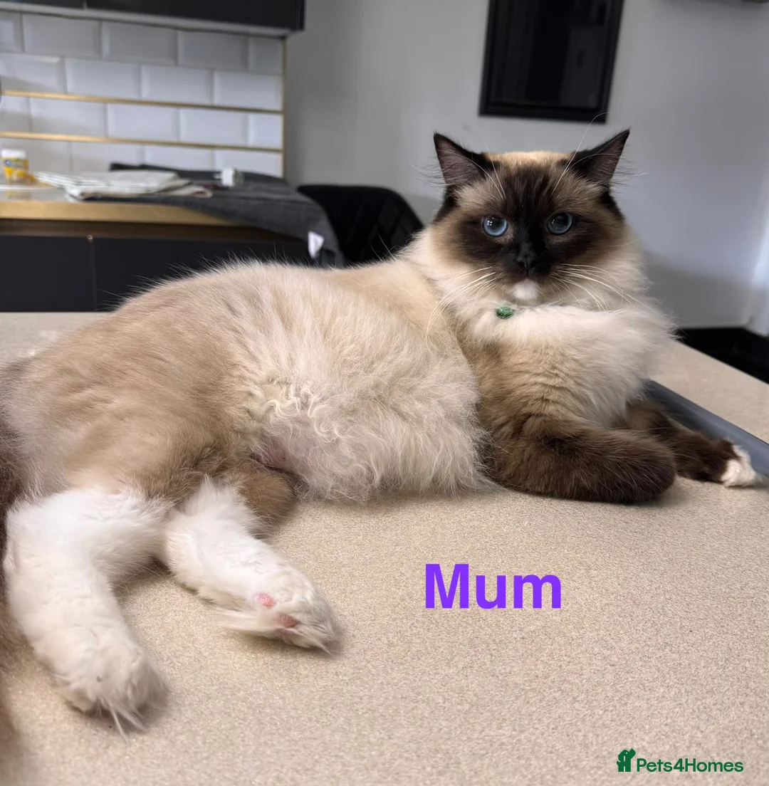 Ragdoll cats for sale: Purebred Ragdoll Kittens  - Advert 2