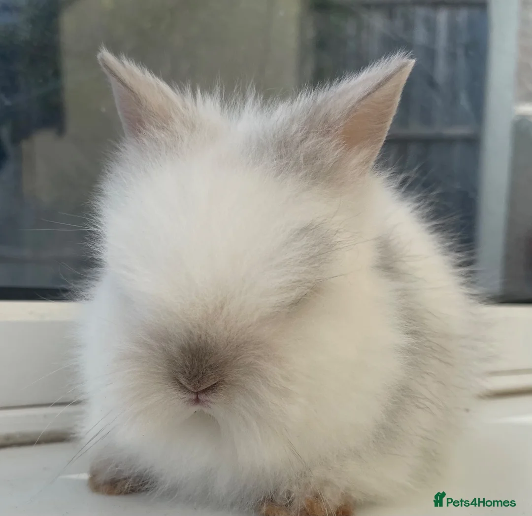 Lionhead rabbits for sale: Gorgeous Double maned lionheads  🐰 in Swadlincote - Advert 8