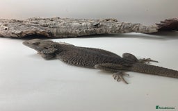 Bearded Dragon reptiles for sale: Zero morph  - Advert 5