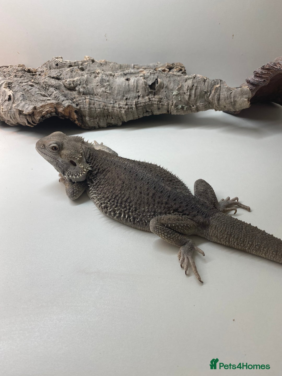 Bearded Dragon reptiles for sale: Zero morph  - Advert 5