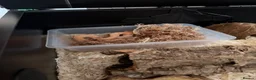 Snake reptiles for sale: Hognose snake and set up  - Advert 6
