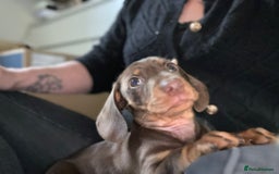 Miniature Dachshund dogs for sale: 3 Little Magical Miniature Dachshunds for Sale - Image 3