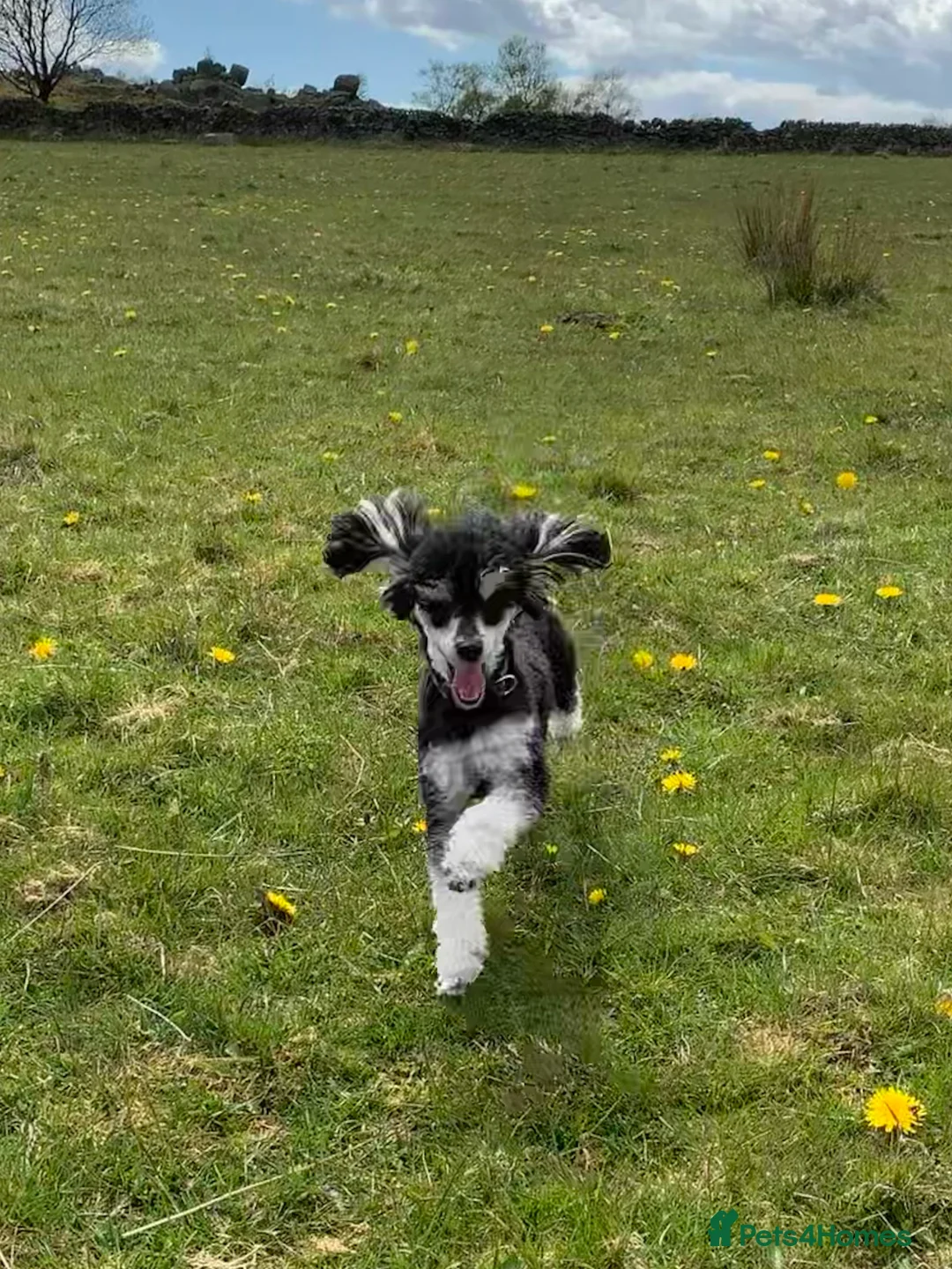 Toy Poodle dogs for stud: Phantom Toy Poodle Tri colour KC (STUD ONLY) in Coalville - Advert 6