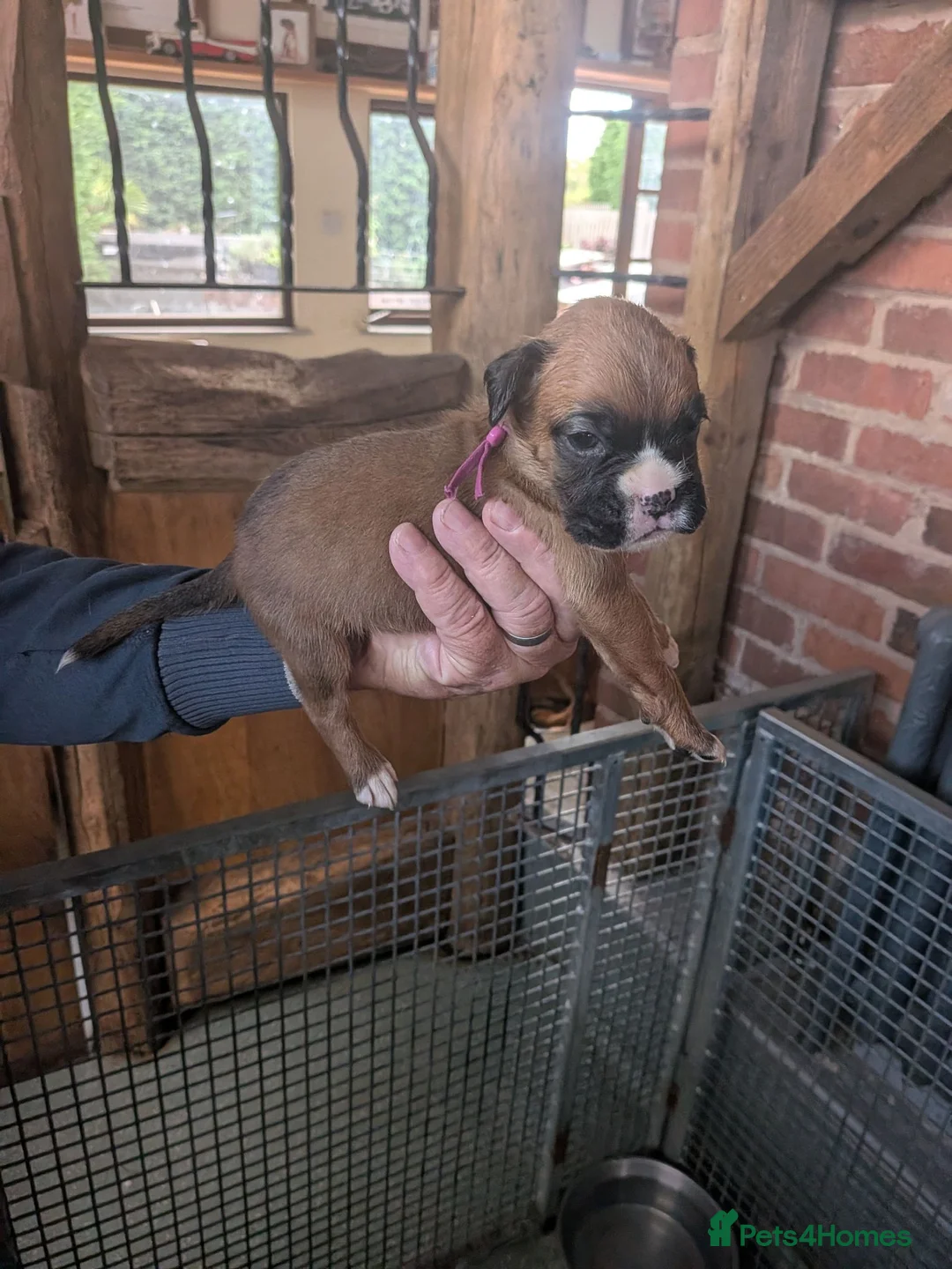 Boxer dogs for sale: Flashy litter of KC registered boxer puppies  - Advert 2