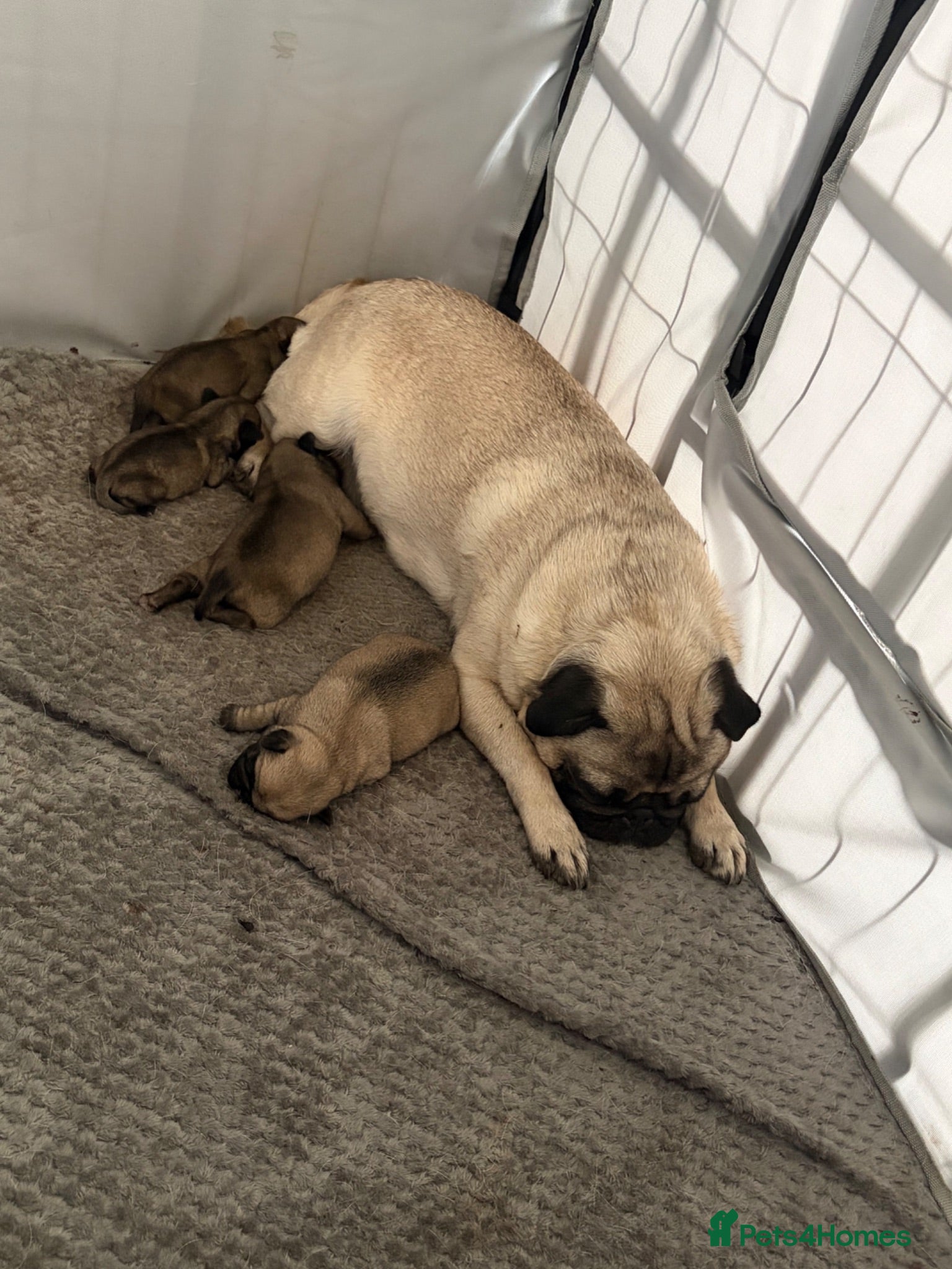 Pug dogs Pug puppies due  - Advert 19