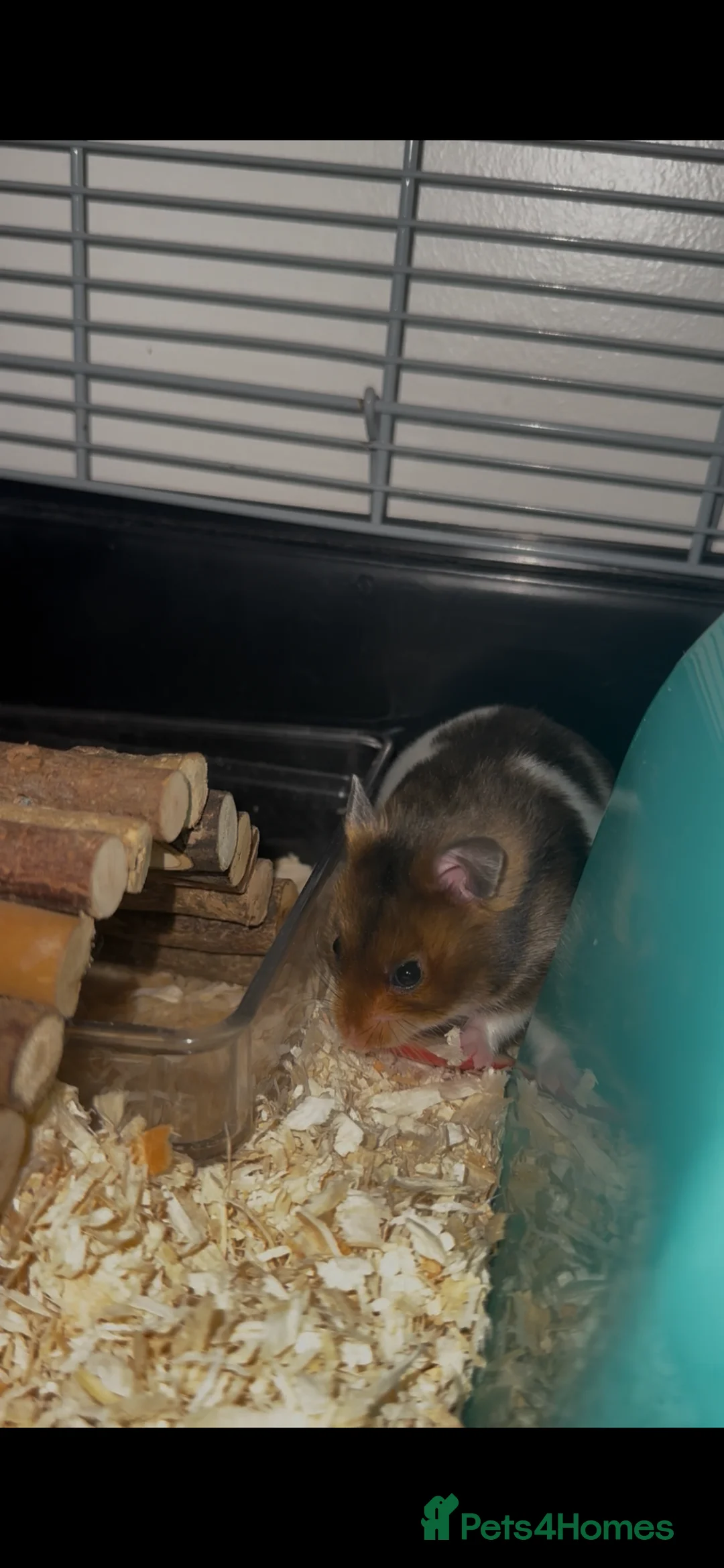 Hamster rodents for sale: brown syrian hamster  - Advert 3