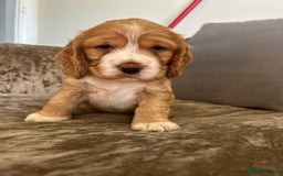 Cocker Spaniel dogs for sale: Gorgeous KC reg cocker spaniel puppy - Image 1