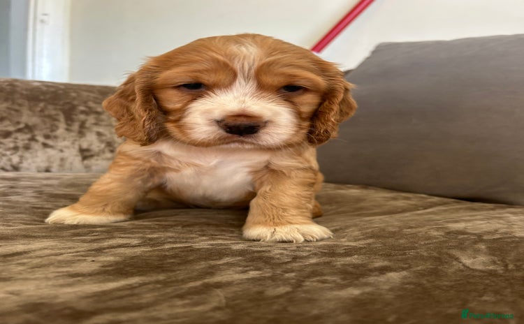 Cocker Spaniel dogs - Advert 11