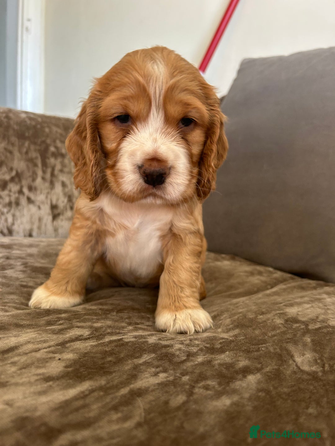 Cocker Spaniel dogs for sale: Gorgeous KC reg cocker spaniel puppy - Image 1