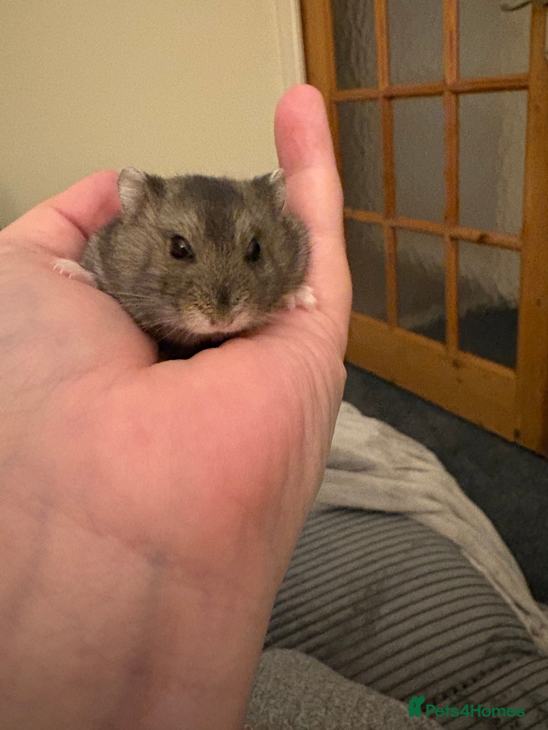 Hamster rodents for sale: Beautiful baby dwarf hamster  - Advert 3