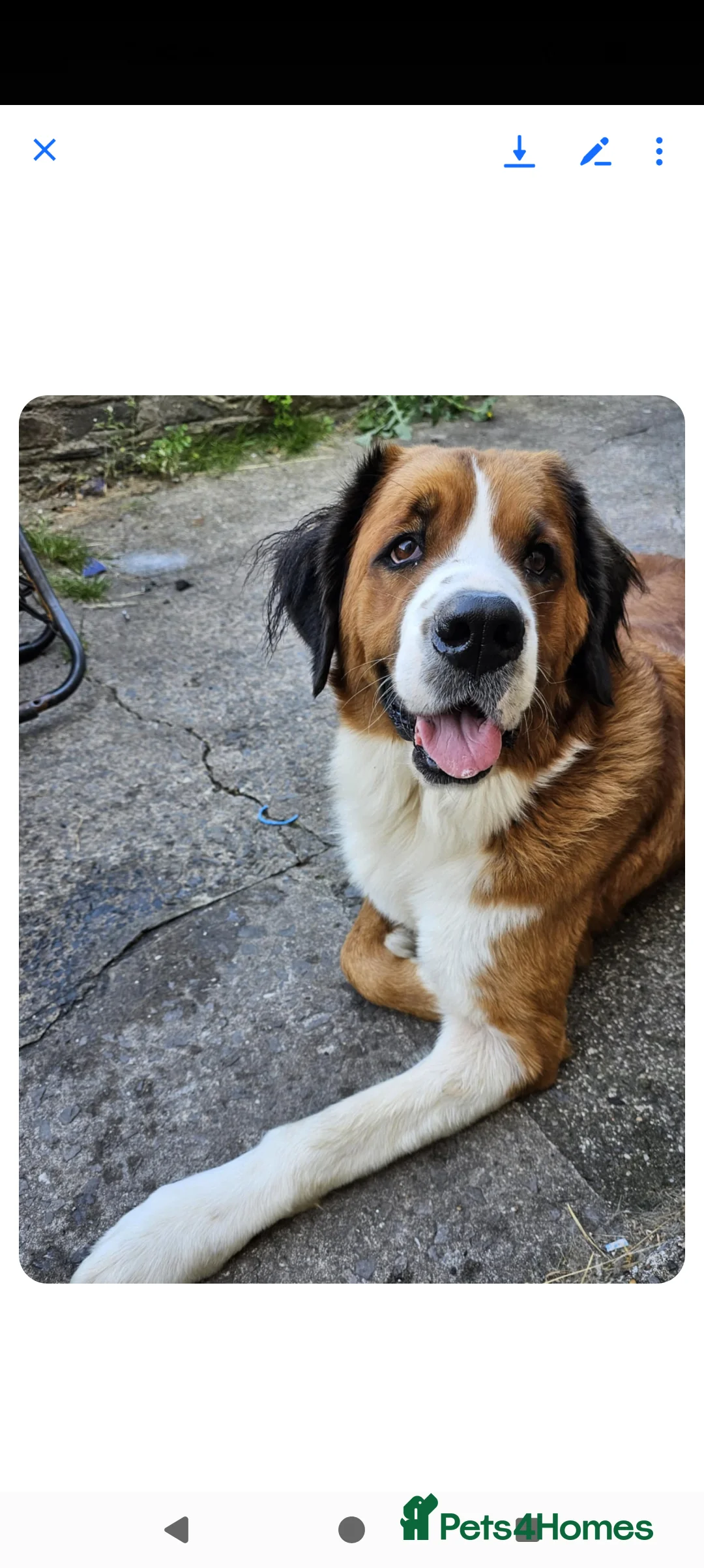 Mixed Breed dogs for sale: St Bernese X white swiss Shepard puppy - Advert 2
