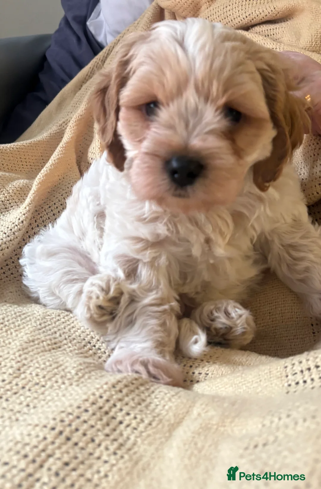Mixed Breed dogs for sale: Cavapoo/beagle mix  in Cardiff - Advert 1