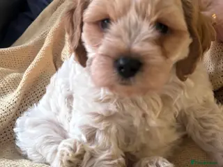 Mixed Breed dogs Cavapoo/beagle mix in Cardiff - Advert 1