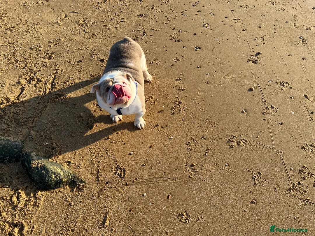 English Bulldog dogs for sale: Bruno - Advert 2