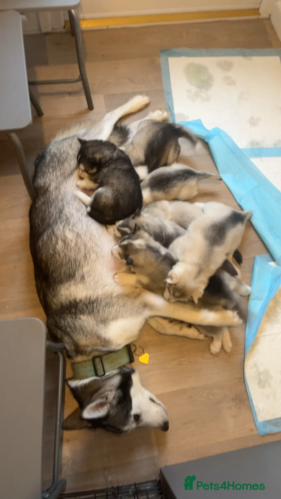 Siberian Husky dogs for sale: Siberian husky - Advert 1