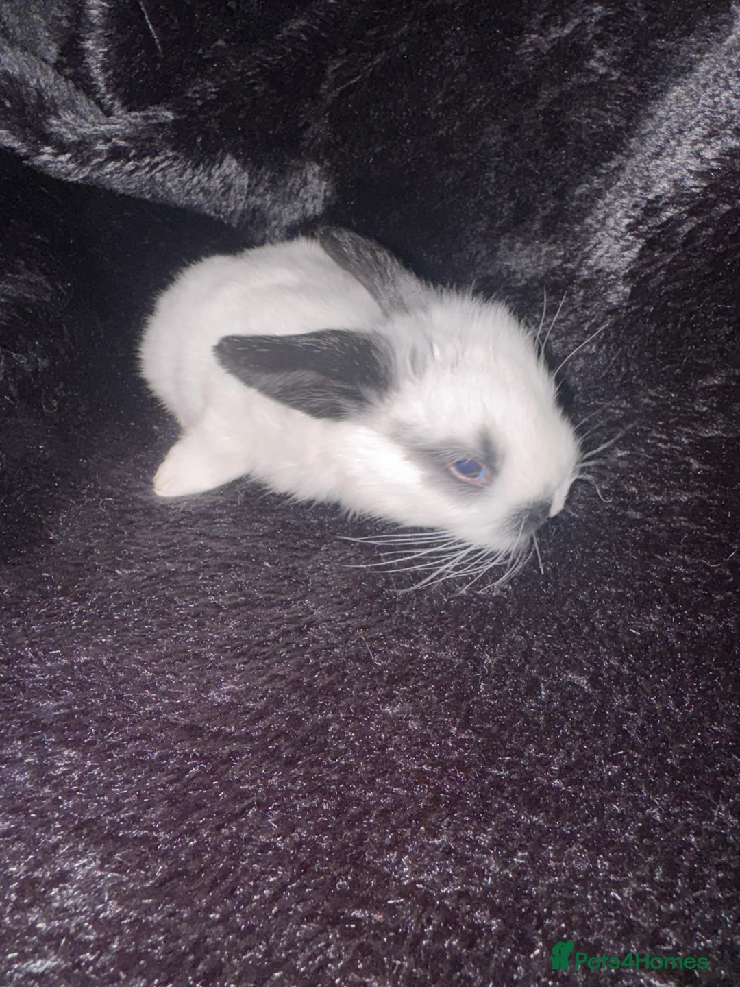 Mixed Breed rabbits for sale: 6 Adorable English Spot marking Lops - Advert 3