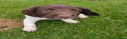 English Springer Spaniel dogs for sale: Springer Spaniel puppies  🐾 in Arisaig - Advert 5