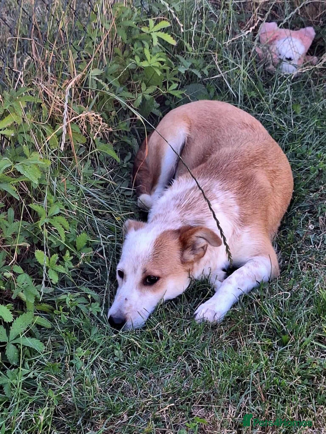 Mixed Breed dogs for adoption: Lynda is looking for a home! - Image 6