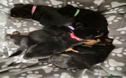 Rottweiler dogs for sale: 4 beautiful rottweiler puppies - Advert 9
