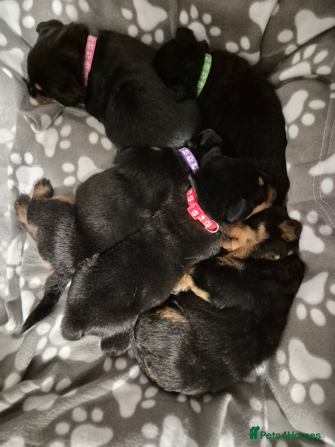 Rottweiler dogs for sale: 4 beautiful rottweiler puppies - Advert 9
