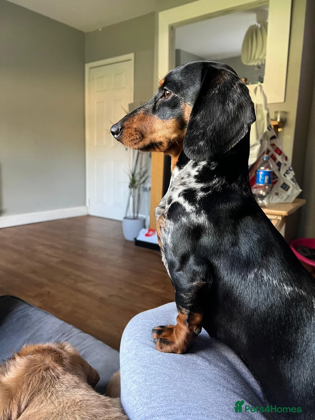 Mixed Breed dogs for sale: Daschund X Pug - Advert 6