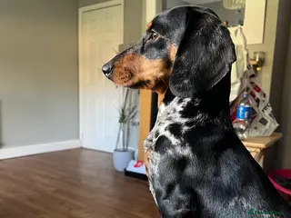 Mixed Breed dogs Daschund X Pug in Rochdale - Advert 1