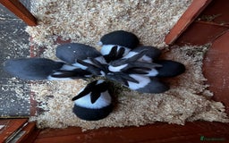 Dutch rabbits for sale: Dutch rabbits for sale  - Image 2