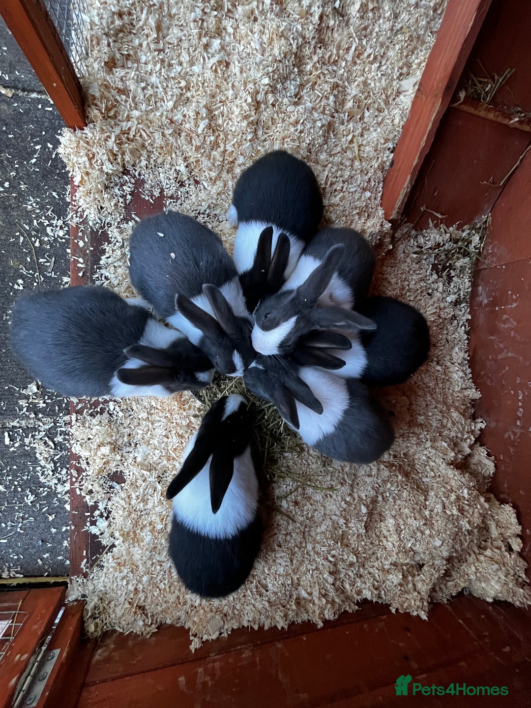 Dutch rabbits for sale: Dutch rabbits for sale  - Image 2