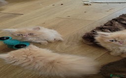 Persian cats for sale: 4 stunning full Persian  kittens ready now  - Image 7