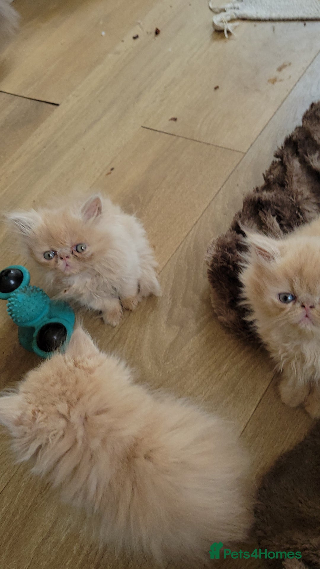 Persian cats for sale: 4 stunning full Persian  kittens ready now  - Image 7