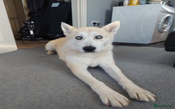 Mixed Breed dogs for sale: Huskita malamutes - Image 1