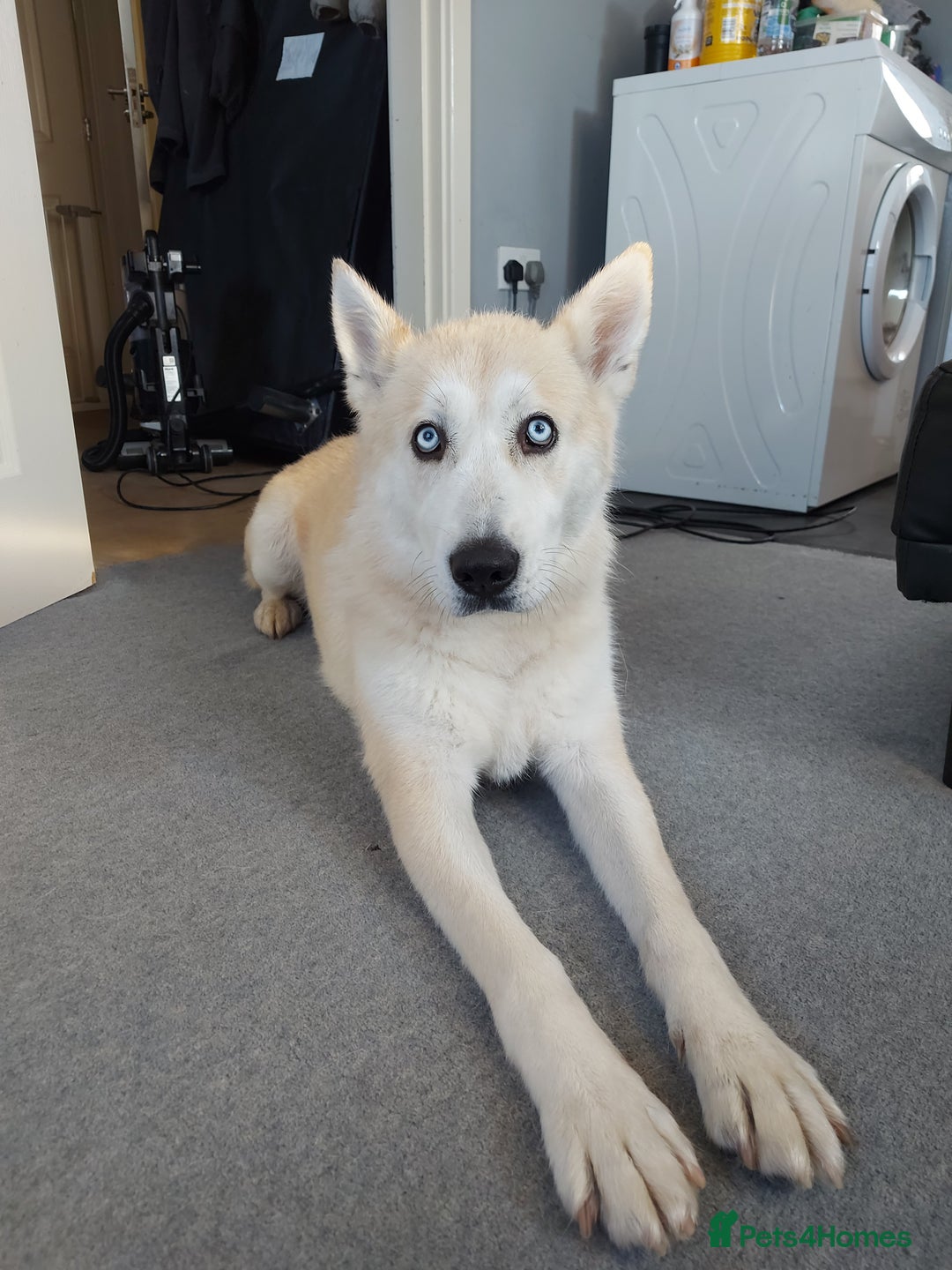 Mixed Breed dogs for sale: Huskita malamutes - Image 1