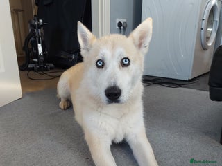 Mixed Breed dogs for sale - Advert 1