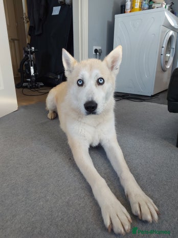 Mixed Breed dogs - Advert 1