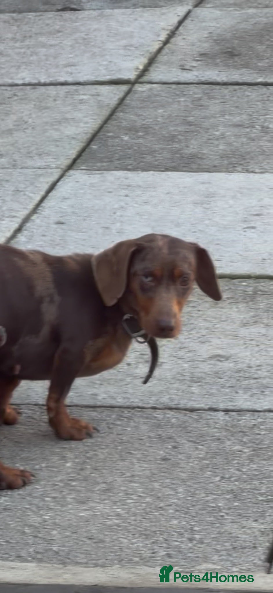 Dachshund dogs 1 year old dachshund  - Advert 2