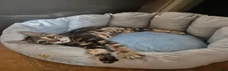 Bengal cats for sale: 11 Week Old Male.Half Bengal Kitten Microchipped  - Advert 1