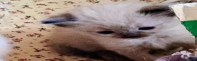 Ragdoll Kitten 6