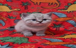 Scottish Fold cats for sale: Scottish Fold/Straight Kittens For Sale  - Image 12