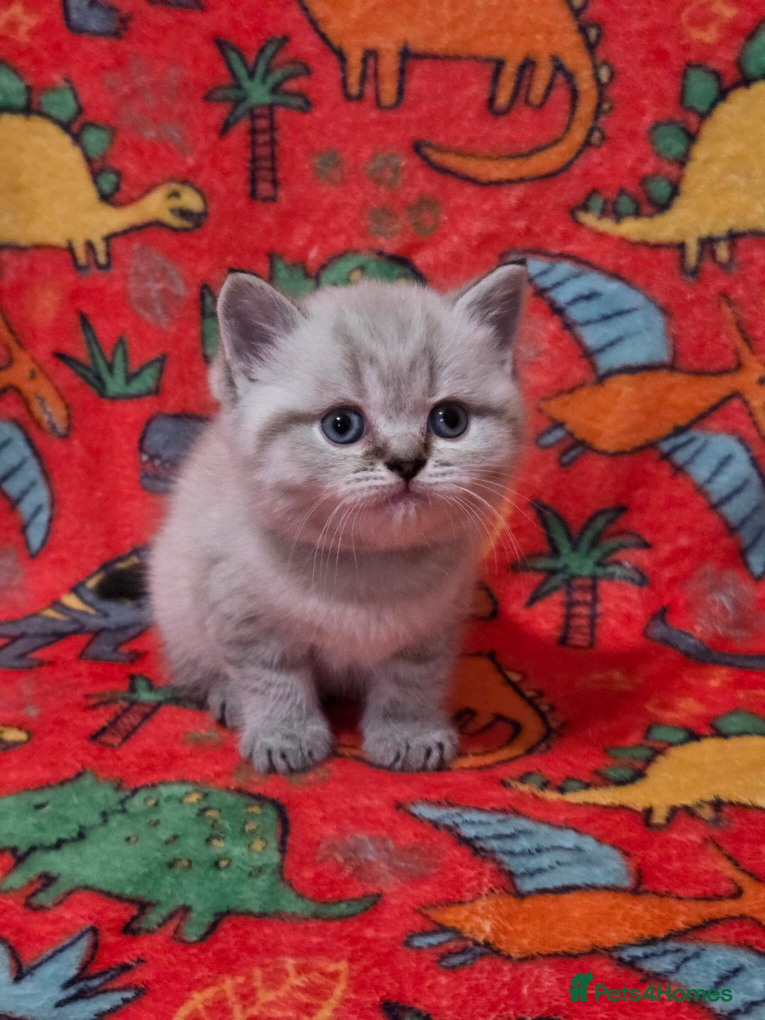 Scottish Fold cats for sale: Scottish Fold/Straight Kittens For Sale  - Image 12