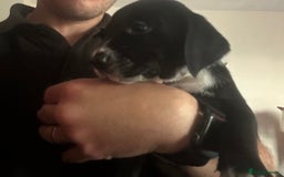 Mixed Breed dogs for sale: Dalmatian/Golden retriever cross puppies - Image 15