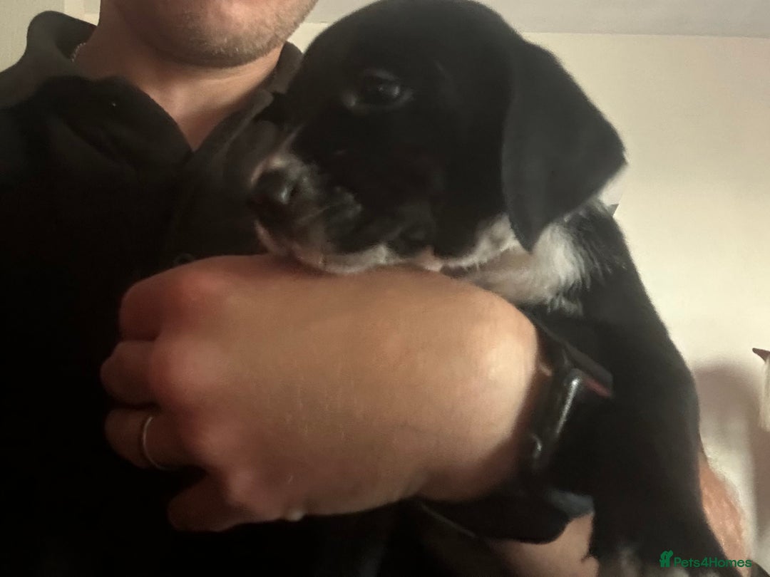 Mixed Breed dogs for sale: Dalmatian/Golden retriever cross puppies - Image 15